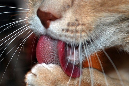 Gatto con la lingua di fuori