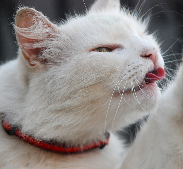 Gatto con la lingua di fuori