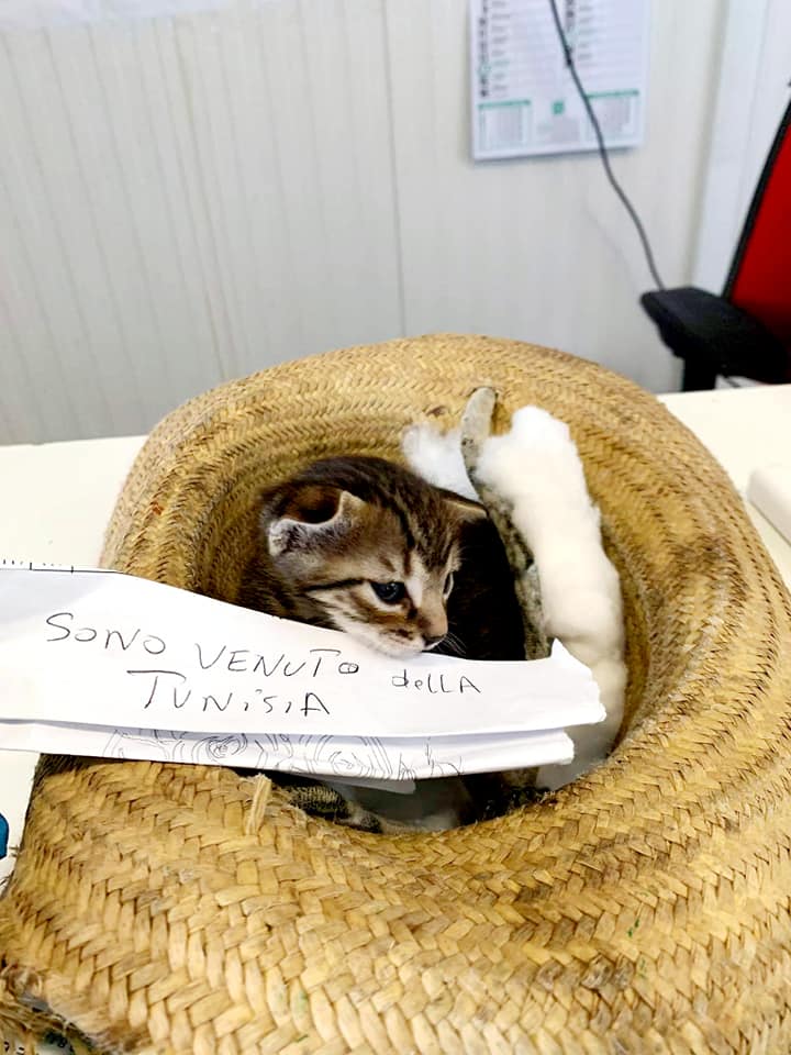 Un gattino dalla Tunisia con amore