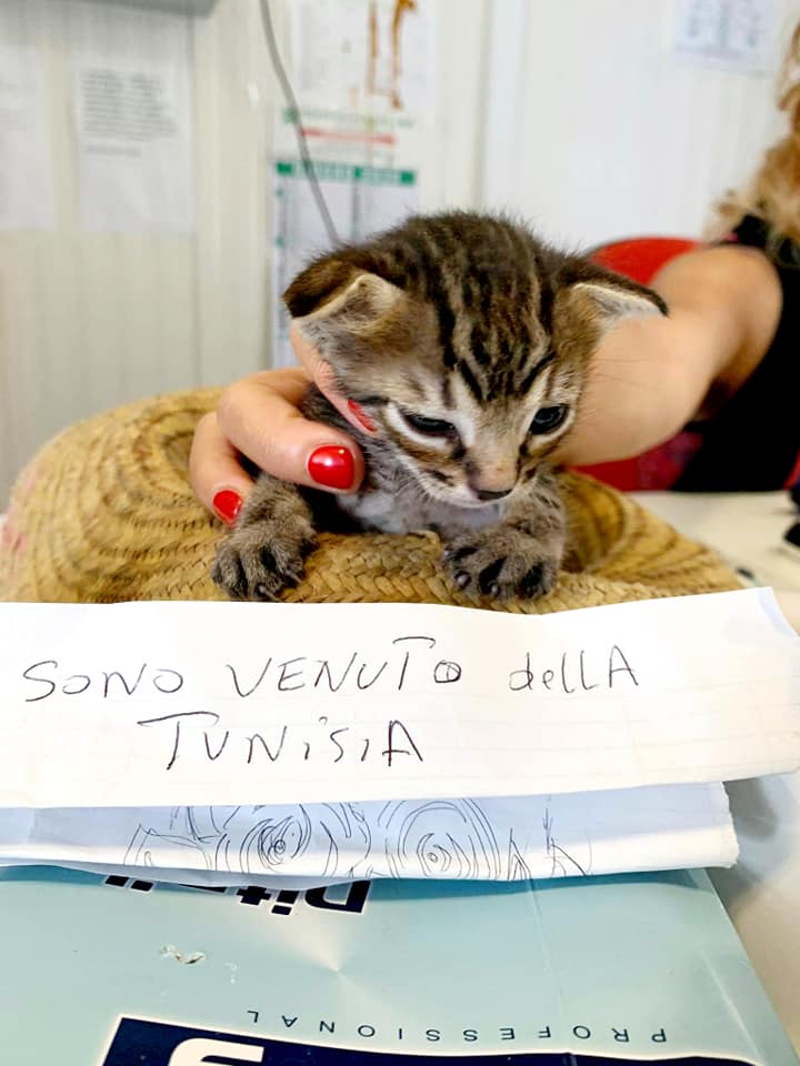 Un gattino dalla Tunisia con amore