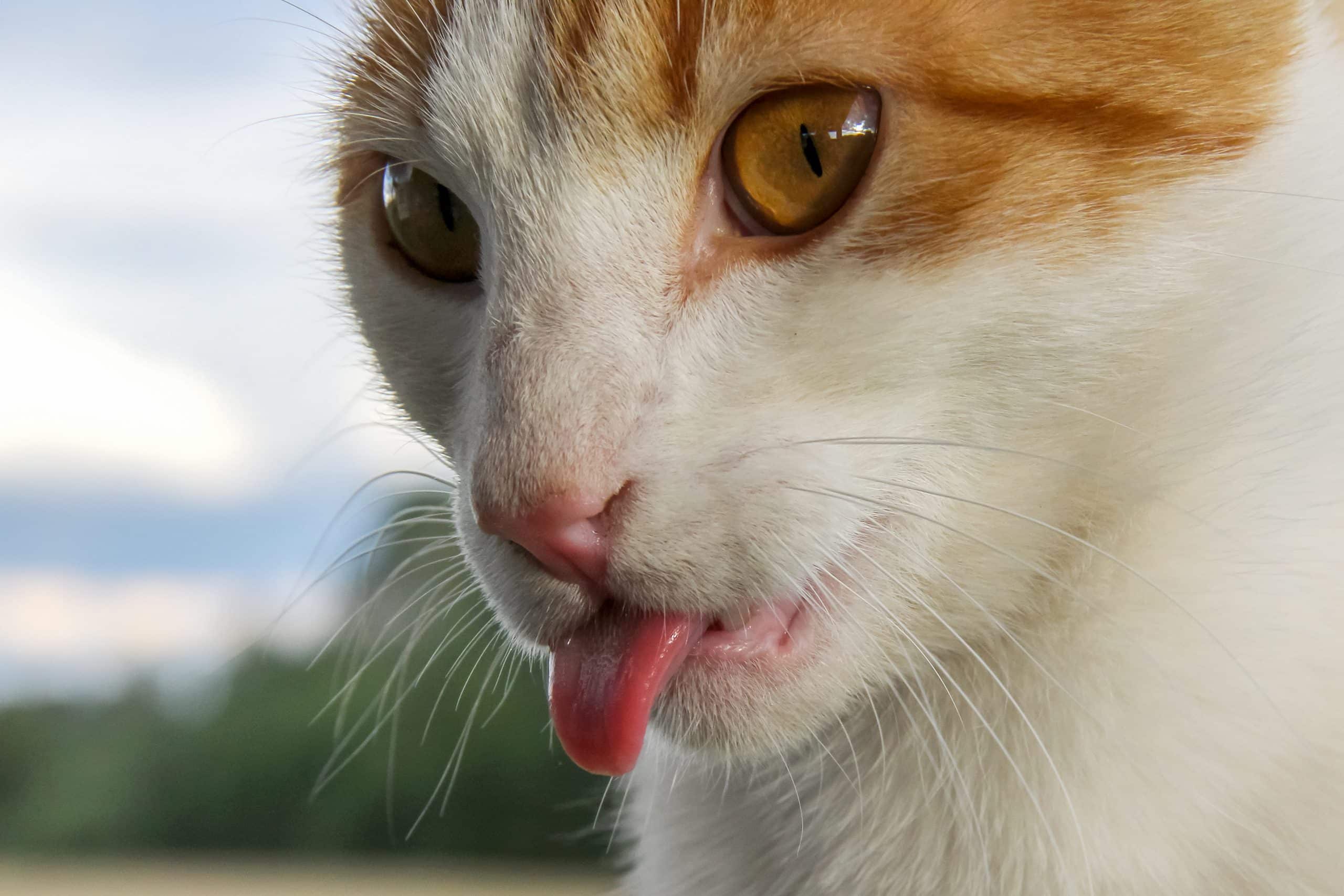 gatto con la lingua da fuori