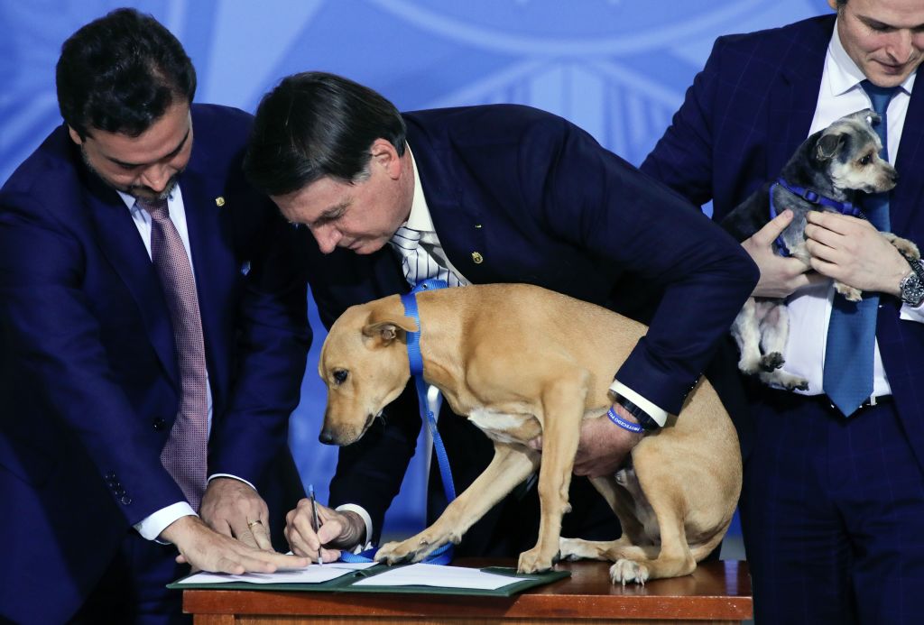  Bolsonaro ha inasprito le pene per il maltrattamento di animali domestici