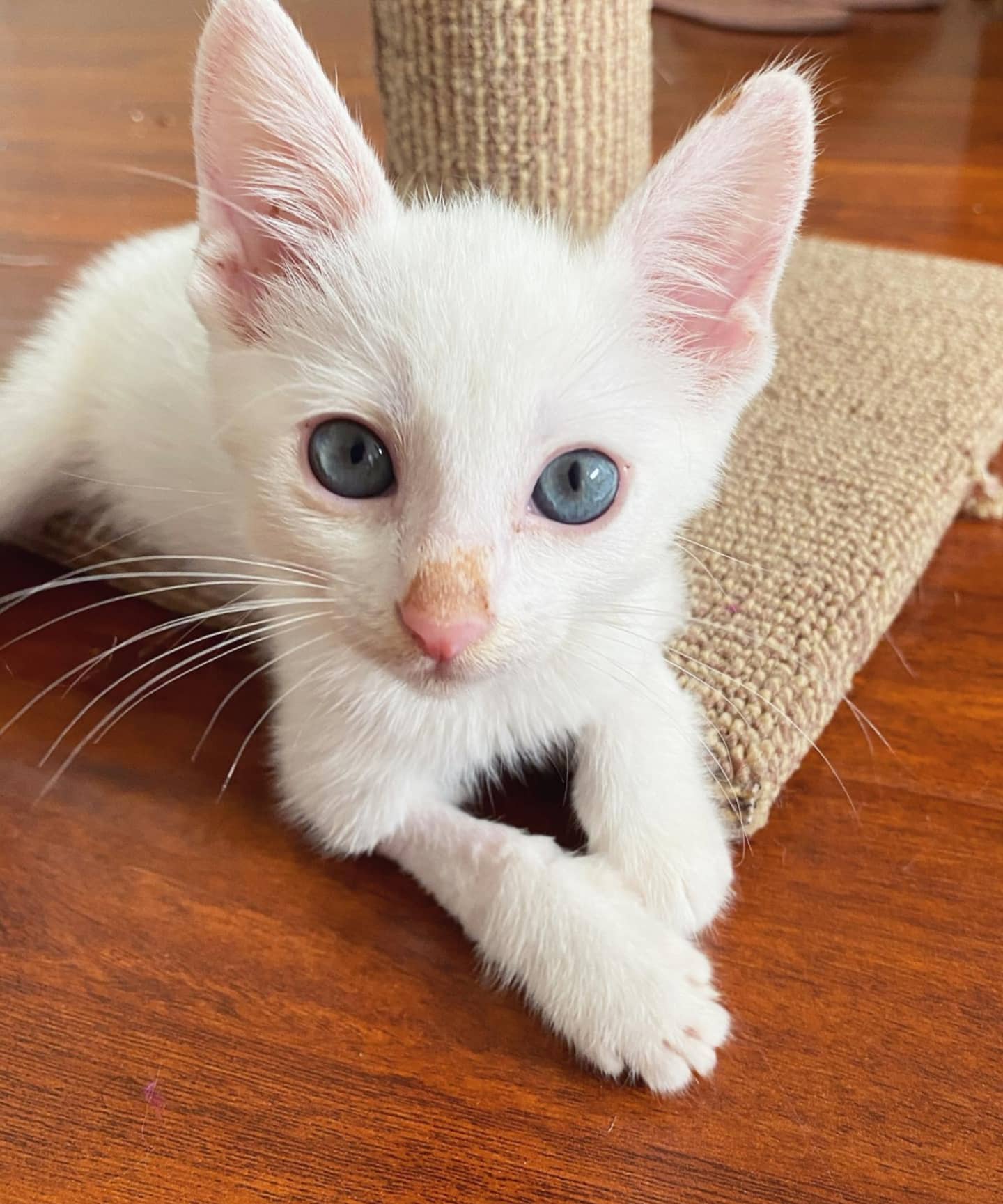 gattino bianco coperto grasso e olio
