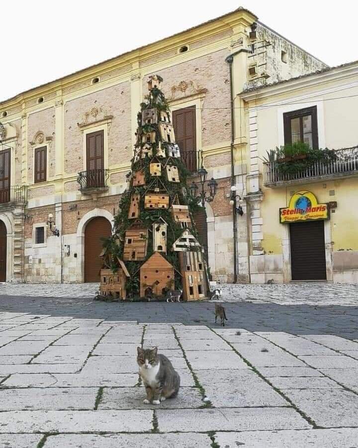L'albero di Natale felino di Lucera