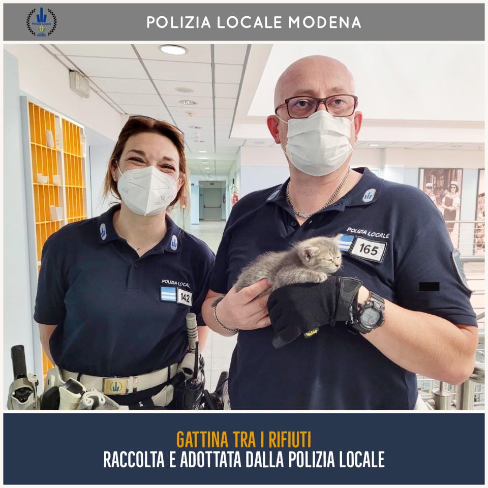Salvata una gattina dalla Polizia locale di Modena