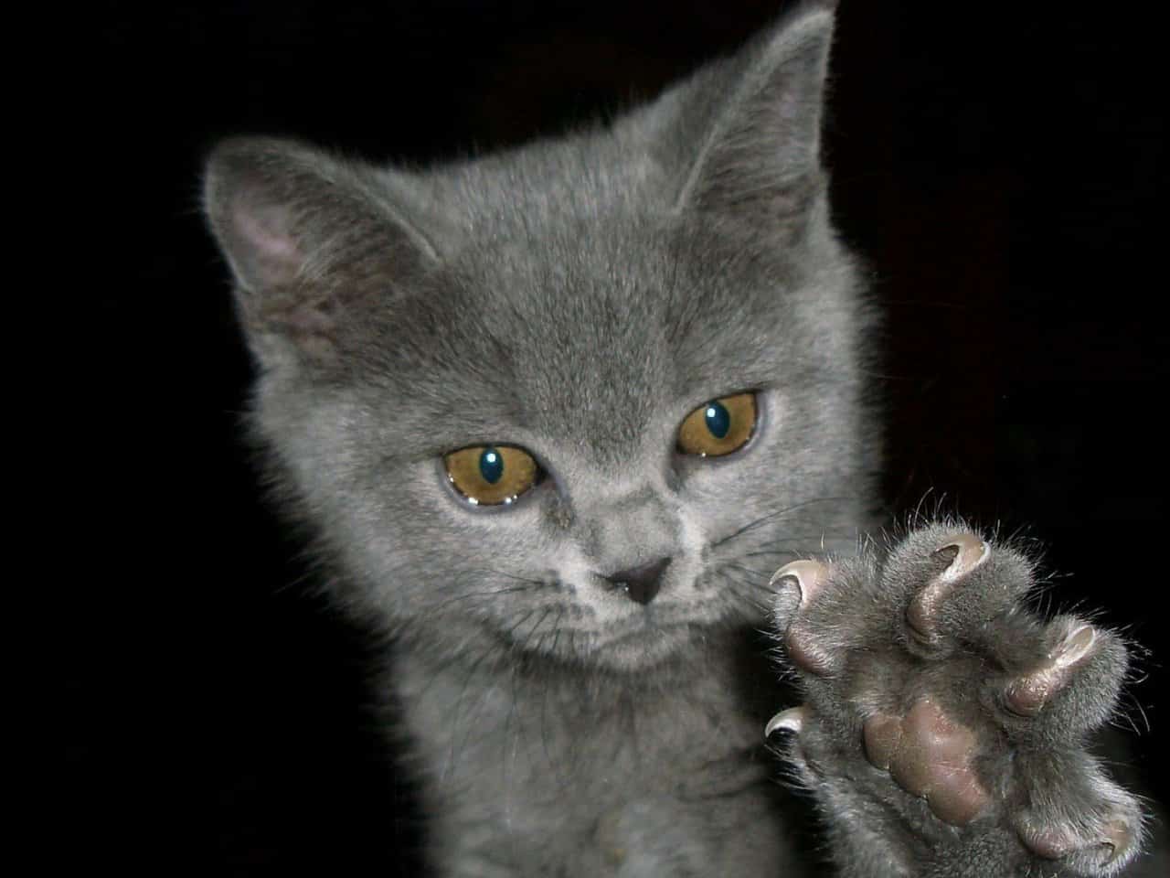Portachiavi Gatto Nero Con Frase Ispiratrice "Everything Is Figureoutable" - Regalo Divertente Per Amanti Dei Gatti