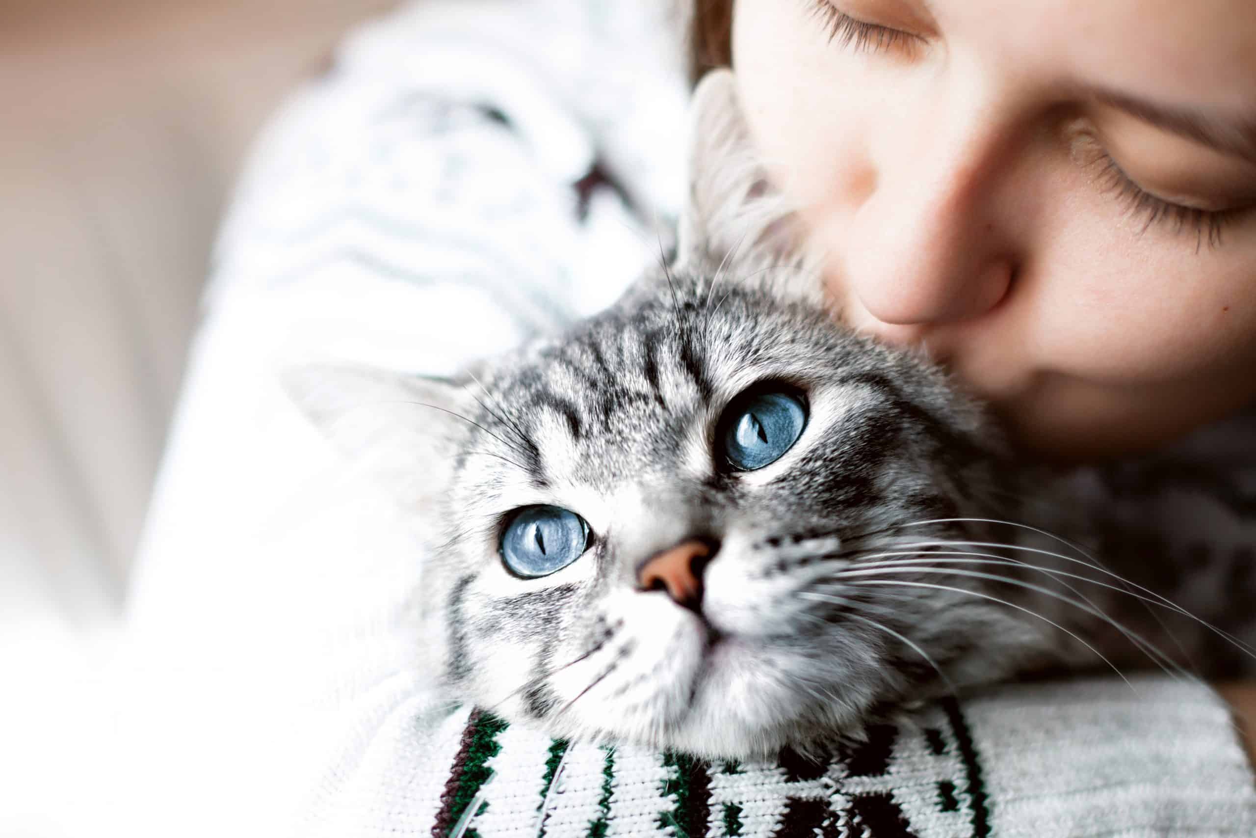 Non innamoratevi mai di una donna che ama i gatti: una lettera felina - G  come Gatto